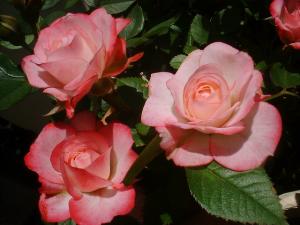 ５／１９ラブリープリンセス（フリー）