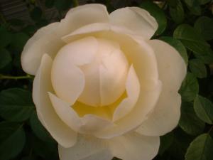 5/19グラミス（フリー）