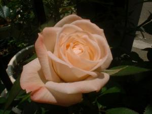 ６／５アンティークコルダナ