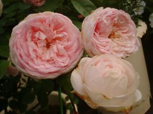 5/20粉粧楼（フリー）