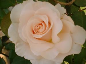 ５／２４フレンチレース（フリー）