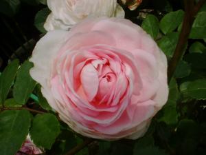 5/18粉粧楼（フリー）