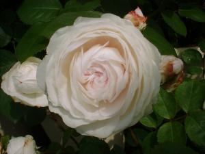 5/18粉粧楼１（フリー）