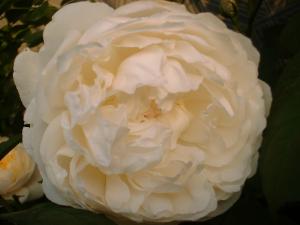 ５／２１グラミス（フリー）