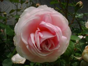 5/18粉粧楼２（フリー）