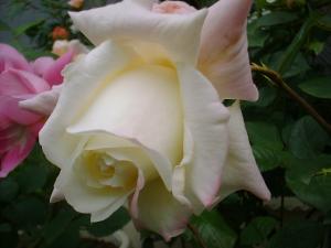 マリーヴァン（フリー）