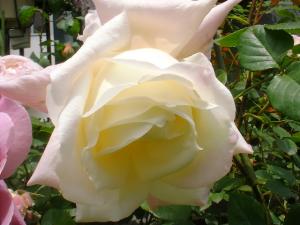 マリーヴァン（フリー）