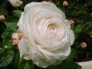 粉粧楼（フリー）