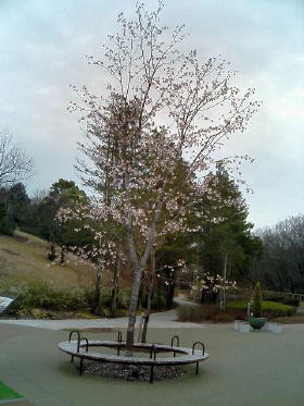 モリコロパークの桜
