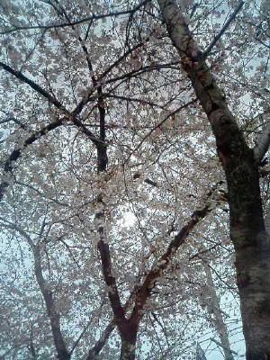 露橋の桜