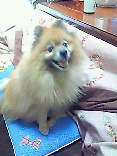 新しいチャル君