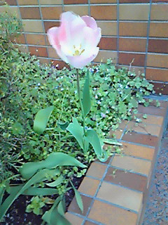 チューリップ