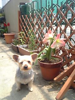 アマリリスとぷる