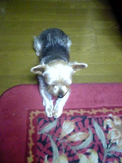 目線を合わせないぷる