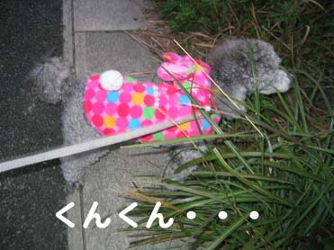 くんくん