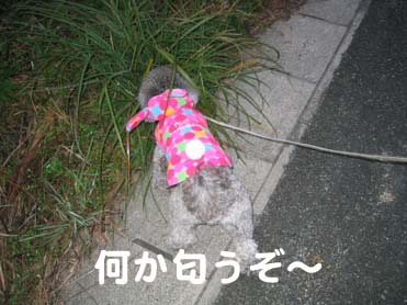 何か匂うぞ