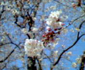 ◎◎大の桜だよ～ん！！！