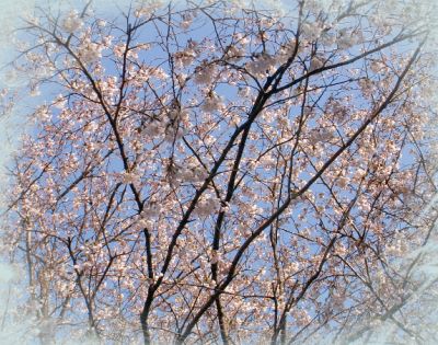 桜のトンネル