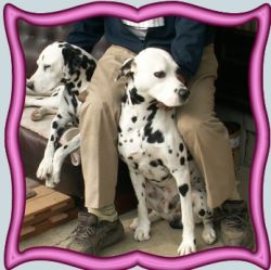 2 dogs