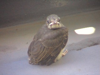 ひな鳥・すっごい見てる！