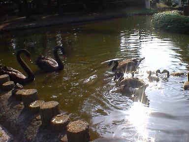 黒鳥と険悪に？