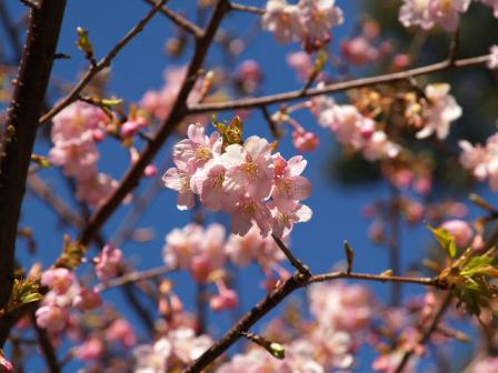 2008_0225シー　ザンビーニ前の桜