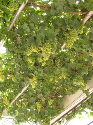 ブドウ棚２