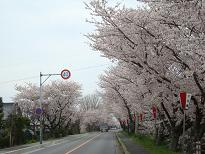 桜のトンネル