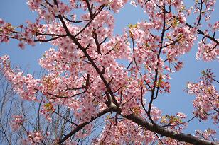 河津桜