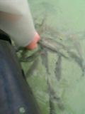 魚と戯れる