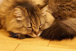 ちょこ