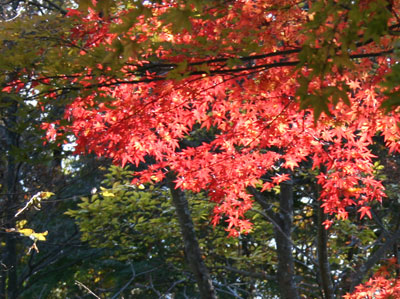 高尾山の紅葉１