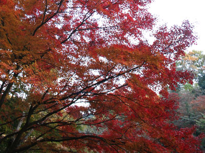 高尾山の紅葉７