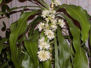 幸福の木の花　8