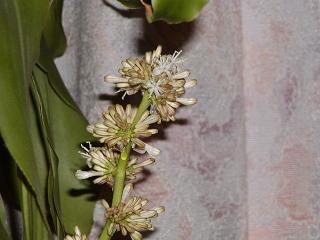 幸福の木の花　14