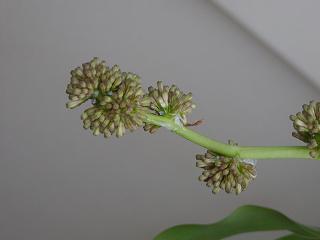 幸福の木の花　4