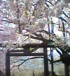 神代桜