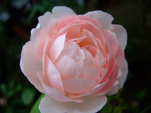 ambrigde rose