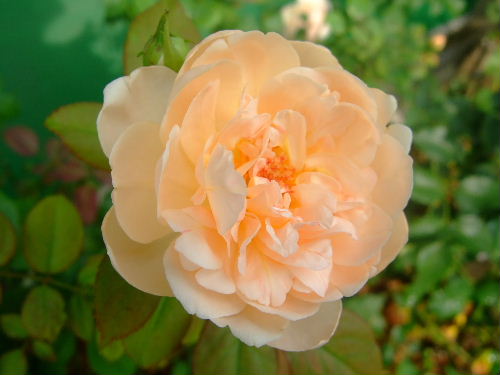 Ａｍｂｒｉｄｇｅ　Ｒｏｓｅ