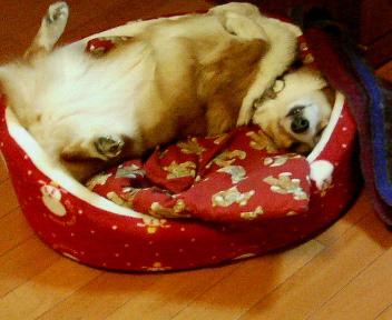 ハナのベッド２