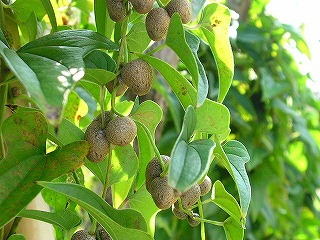 むかご 山芋のつるに出来る実です 今 ここにいて こころのままに 楽天ブログ