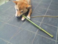 パンダかっ！？２