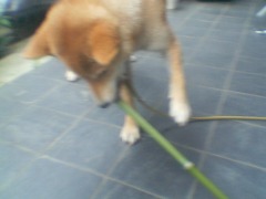 パンダかっ！？３