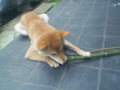 パンダかっ！？４