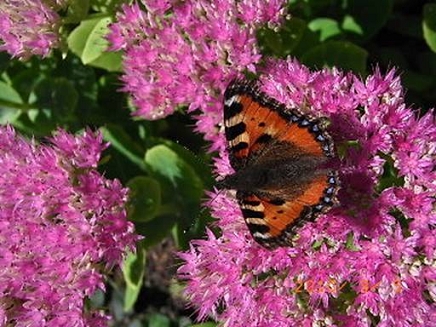 sedum,セダム花-1.JPG