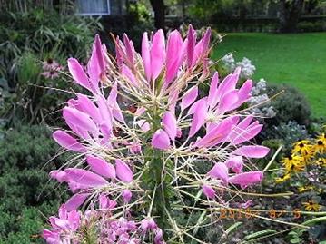 Cleome、クレオメー1.JPG