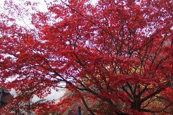 那須紅葉ライン１.jpg