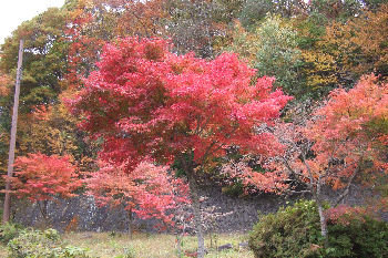 那須紅葉ライン２.jpg