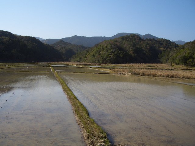田んぼ。蛙の鳴き声もにぎやに