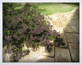 クローバー ティント ネーロ